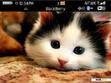 Download mobile theme Relaxing cat