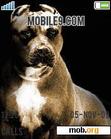 Download mobile theme Pitbull