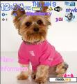 Download mobile theme Cute Youkie Dog