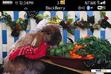 Download mobile theme Diet of rabbits