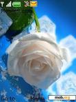 Download mobile theme white roses