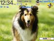 Скачать тему Shetland Sheepdog