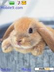 Download mobile theme bunny