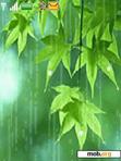 Download mobile theme Leaves in Rain