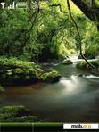 Download mobile theme Forest River