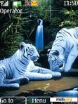 Download mobile theme White Tigers