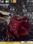 Download mobile theme Animated rose by shawan