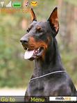 Скачать тему Doberman