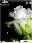 Download mobile theme Flash white rose