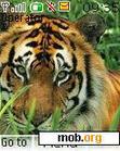 Download mobile theme tigre 2