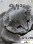Download mobile theme gray  kitties