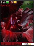 Download mobile theme Black Gladiolus