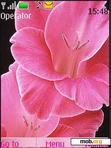 Download mobile theme Pink Gladiolus