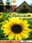 Download mobile theme AsR DY sunflower