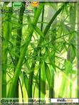 Download mobile theme Bamboo_Nature