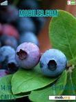 Скачать тему Blueberries