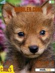 Download mobile theme Cute Baby Fox