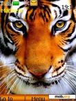 Download mobile theme Tigers