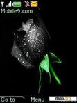 Download mobile theme Black_Rose