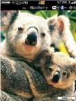 Скачать тему Koala