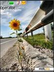 Download mobile theme Flowers and Road