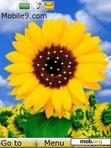 Download mobile theme sunflower