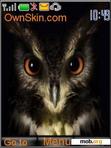 Download mobile theme OWL_STC WEEK 25