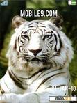 Download mobile theme siberian tiger