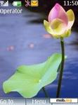 Download mobile theme Water Flower