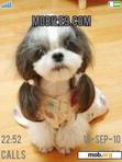 Download mobile theme cute puppy
