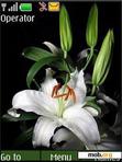 Download mobile theme White Lilies