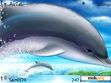 Download mobile theme Dolphins by Sam1374