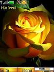 Download mobile theme Yellow Roses