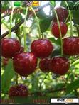 Скачать тему Cherries