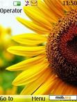 Download mobile theme Sunflower