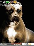 Download mobile theme pit bull