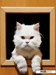 Download mobile theme Cat At The Window