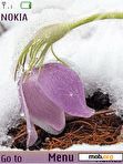 Download mobile theme crocus in snow