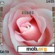 Download mobile theme Pink Rose