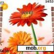 Download mobile theme Cute Flowers