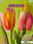 Скачать тему BEAUTIFULL PINK TULIPS ROSES