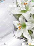 Download mobile theme Lily