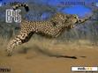 Download mobile theme Cheetah