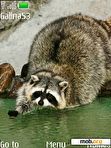 Download mobile theme Raccoon animation