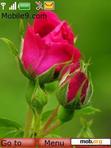 Скачать тему Beautiful Rose