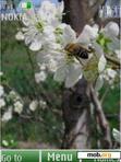 Скачать тему Spring flowers, slide