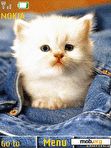 Download mobile theme kitten and jeans