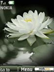 Download mobile theme Water lily