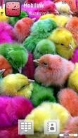 Download mobile theme Colourful Chicks