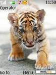 Download mobile theme Tiger